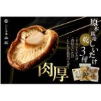 :500セット 知多の自然の林内でじっくり育った希少な露地栽…