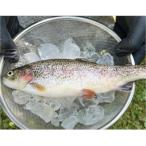 ニジマス 隆鱒 約3kg