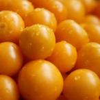 白馬サンサンほおずき 300g