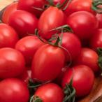 豊橋産 訳あり ミニトマト アイコ 1kg