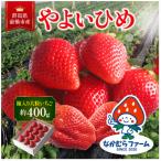 やよいひめ 約400g