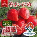 やよいひめ 約1600g