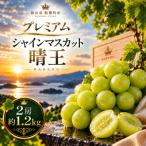 予約受付中 プレミアム 赤秀品 9月~ シャインマスカット