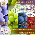 4種のぶどう味わいセット 種無し 各1房 3kg 1セット