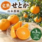 完熟せとか 約3kg