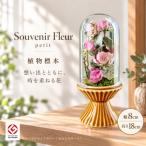 植物標本 Souvenir Fleur petit