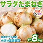 みずみずしくて優しい甘さ サラダ玉ねぎ