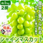 パリじゅわのブドウ シャインマスカット 約1kg