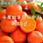 小原紅早生みかん 約5kg