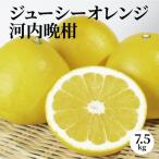 ジューシーオレンジ 7.5kg