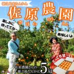 愛情 育てました 佐原農園さんの徳之島たんかん 5キロ