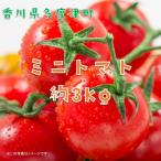 ミニトマト 約3kg