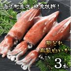 高級朝どれ白いか丸ごと3本セット