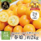 産ブランドきんかん 春姫 約2kg