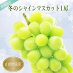 冬の産低温貯蔵シャインマスカット1房