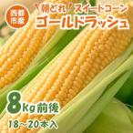 先行受付 産朝どれスイートコーン ゴールドラッシュ