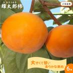 輝太郎柿 きたろうかき 6kg