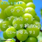 シャインマスカット 約2kg