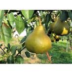 fu.... налог сверху гора город запад груша ( Aurora )5kg 12~16 шар Special превосходящий товар 0060-2608