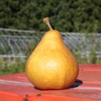 ふるさと納税 上山市 西洋梨(オーロラ)5kg 0011-2504