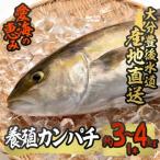 養殖 カンパチ 約3-4kg 1本