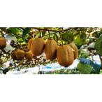 fu.... налог . талант город гора внизу фруктовое дерево .. киви фрукты [ разделение слово ]4kg[52210463]