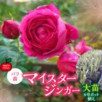 バラ苗 マイスタージンガー 大苗6号ポット植え