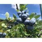 fu.... налог юг ... город [ обработка . в точности!/ рефрижератор ] Awaji Island лошадь раз сборник .. голубика 1kg