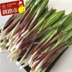 釧路産 天然 鮮度そのまま行者にんにく 100g×2
