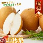 ふるさと納税 八頭町 【2025年秋以降発送】秋の味覚「王秋梨」 (特秀) 3kg