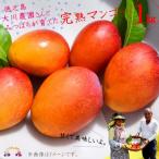 徳之島大川農園とみつばちが育てた完熟マンゴー 1kg