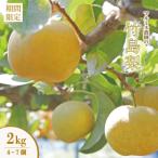 ふるさと納税 四万十市 【数量限定・早期受付】マルミネ農園の竹島梨2kg(4〜7個)【2025年8月中旬〜9月下旬発送】