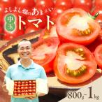 トマト 中玉 よしよし畑 農家直送