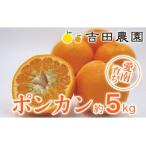 冬の柑橘ポンカン 5kg