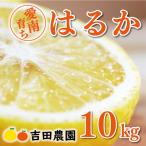 はるか 10kg