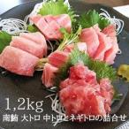 天然南鮪 大トロ 中トロとネギトロの詰合せ