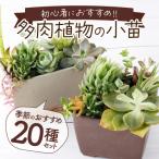 ふるさと納税 室戸市 多肉植物の小苗20本セット(20種類アソート)