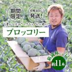 豊かな大地“へきなん”から贈る ブロッコリー約11本