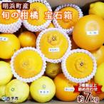 <先行受付> 旬の柑橘 宝石箱