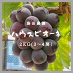 果物類 ぶどう 島田農園 ピオーネ2kg 3房~4房入り