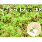 コウヤノマンネングサ 人工栽培品種 3本