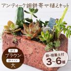 サボテン多肉植物のアンティーク調鉢寄せ植えキット