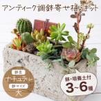 サボテン多肉植物のアンティーク調鉢寄せ植えキット