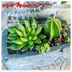 サボテン多肉植物のアンティーク調鉢寄せ植えキット