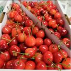 ふるさと納税 上山市 さくらんぼ(紅秀峰)1kg 0036-2502