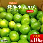 予定 蜜柑 ミカン みかん 温州みかん 温州ミカン