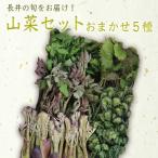 fu.... налог длина . город [2026 год отправка ] Yamagata. дикоросы случайный 5 вида комплект (700g и больше )_H047(R8)