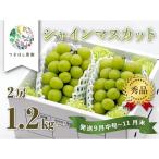 上山産 絶品シャインマスカット 1.2kg以上♪