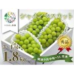 ふるさと納税 上山市 上山産シャインマスカット 1.8kg以上♪ 0140-2506