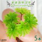 オオカサゴケ 苔テラリウム用人工栽培品種